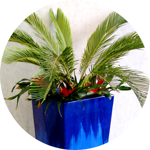 Office Plant with Blue Pot