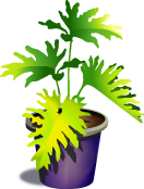 Plant Motif
